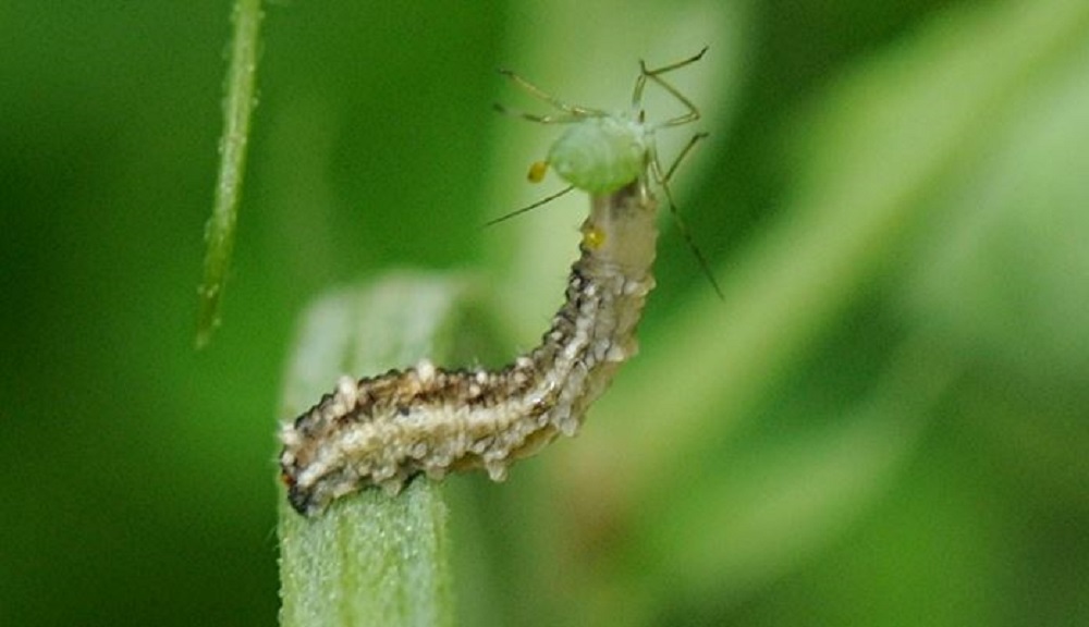 Hoverfly larva and pea aphid